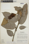 Cavendishia callista image