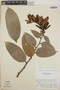 Cavendishia callista image