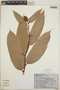 Cavendishia callista image