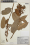 Cavendishia callista image