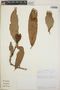 Cavendishia callista image