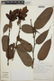 Cavendishia callista image