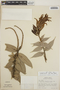Cavendishia callista image