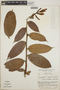 Cavendishia callista image