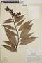Cavendishia callista image