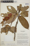 Cavendishia callista image