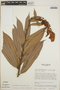 Cavendishia callista image