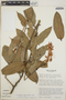 Cavendishia callista image