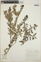 Cavendishia capitulata image
