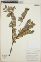 Cavendishia capitulata image