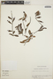 Cavendishia capitulata image