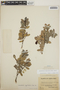Cavendishia capitulata image