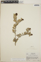 Cavendishia capitulata image