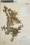 Cavendishia capitulata image