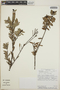 Cavendishia capitulata image