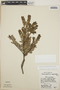 Cavendishia capitulata image