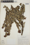 Cavendishia capitulata image