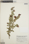 Cavendishia capitulata image