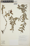 Cavendishia capitulata image