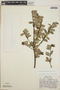 Cavendishia capitulata image