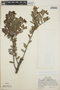 Cavendishia capitulata image