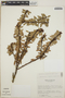 Cavendishia capitulata image