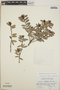 Cavendishia capitulata image