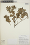 Cavendishia capitulata image