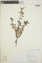 Cavendishia capitulata image
