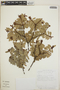 Cavendishia capitulata image