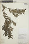Cavendishia capitulata image
