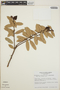 Cavendishia capitulata image