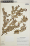 Cavendishia capitulata image