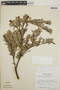 Cavendishia capitulata image