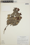 Cavendishia capitulata image