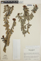 Cavendishia capitulata image