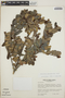 Cavendishia capitulata image