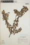 Cavendishia capitulata image
