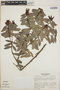 Cavendishia capitulata image
