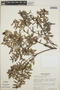 Cavendishia capitulata image