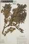 Cavendishia capitulata image