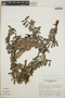 Cavendishia capitulata image