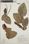 Cavendishia complectens image