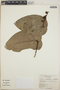 Cavendishia complectens image