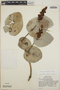 Cavendishia complectens image