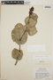 Cavendishia complectens image