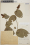 Cavendishia complectens image
