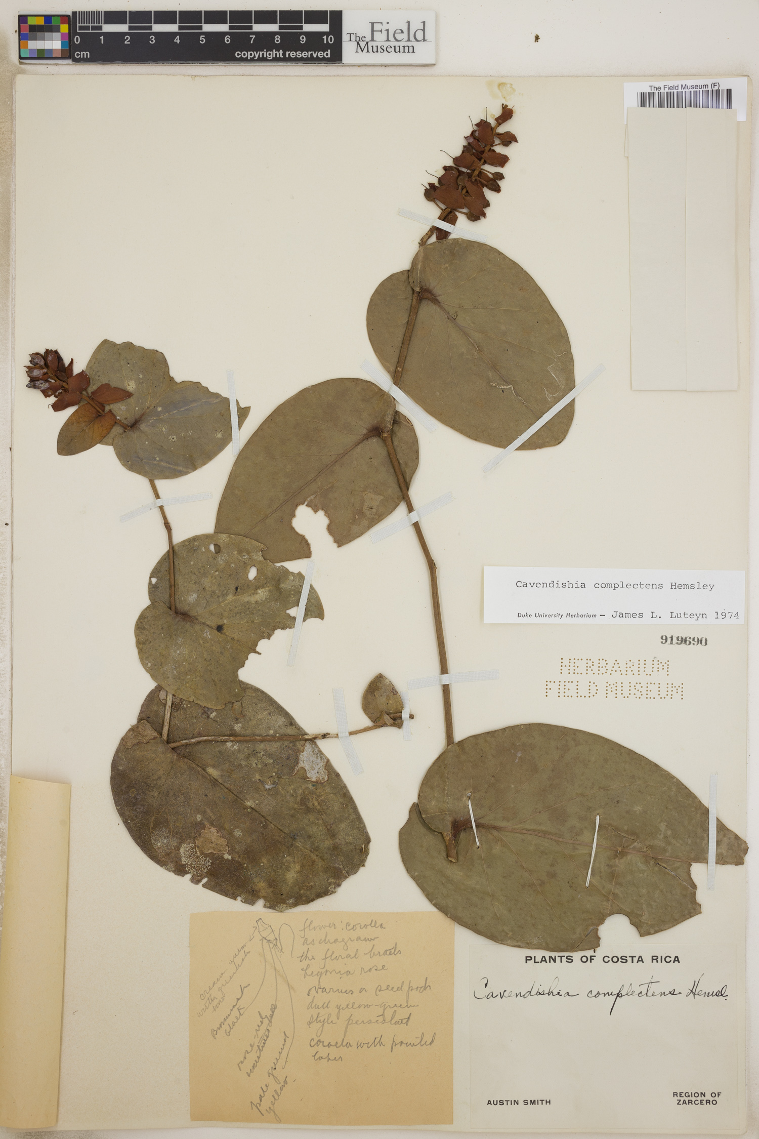 Cavendishia complectens image