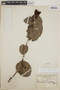 Cavendishia complectens image