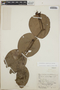 Cavendishia complectens image